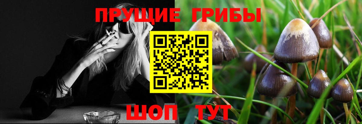 Артём  Псилоцибиновые грибы Psilocybine cubensis  Вход с VPN 